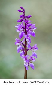 Early Purple Orchid (Orchis mascula)