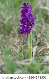 Early purple orchid, orchis mascula