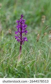 Early purple orchid, orchis mascula