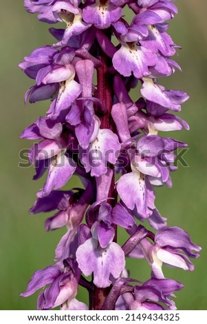 Early Purple Orchid; Orchis mascula, flower spike detail

Norfolk, May