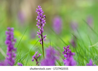Early Purple Orchids, Orchis mascula, in flower 