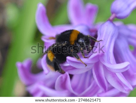 Early queen bumble bee pollinates fragrant spring flower hyacinth bulbs Global warming hotter Mediterranean climate and drought affect insects and increase the cost of producing bioactive manuka honey