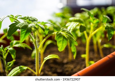 Early seedling , grown from seeds in boxes at home on the windowsill. seedlings in peat pots.Baby plants seeding, black hole trays for agricultural seedlings.The spring planting. - Powered by Shutterstock