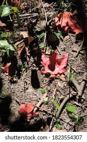 The early signs of fall (autumn) with red maple leaves on the forest floor