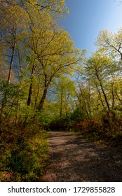 Early Signs Of Spring In Rockefeller State Park Preserve, New York, USA