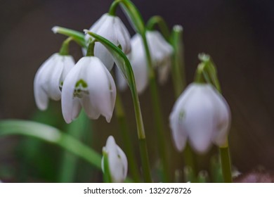 Early Snowdrop blossoms