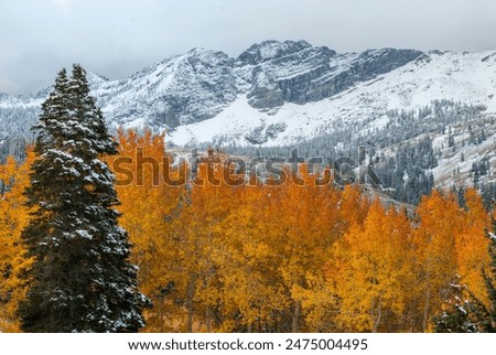 Early snowfall on Devil's Castle at Alta, Utah makes for some great constrast of season.