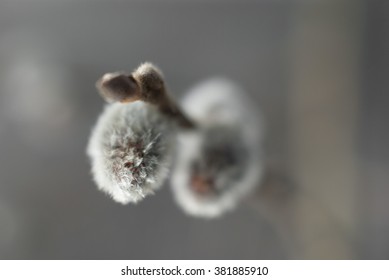 early spring