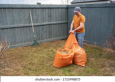 Early Spring Backyard Cleaning. A Middle Age Man Wearing Mustard Colour T Shirt And Jeans Puts Grass In Orange Garbage Bags During Cloudy Day In The Garden. Raking The Grass, Fall Clean Up