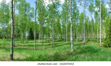 Early Spring Birch Forest In Rusko, Finland. Sunny Day In The Forest.