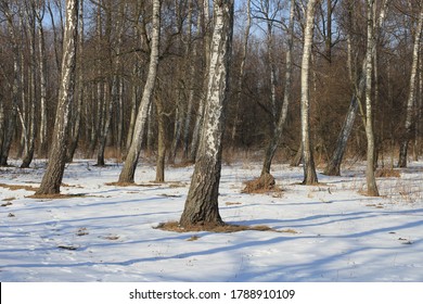 Early Spring In A Birchwood. Forest In The Snow On A Sunny Day. Birch Grove.