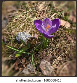 Early Spring Bloom In The Lehigh Gorge