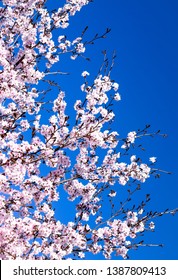 Early Spring Blossoming Tree In Zone 6 Of The Inland Northwest, USA