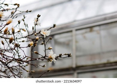 Early Spring Blossoms On A Dogwood Tree. A Steamy Greenhouse Is In The Background