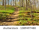 Early spring brings budding trees in the Wisconsin Forest with an upward path covered with roots extending above the trail. 