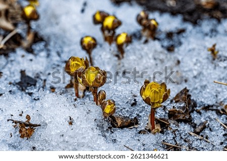 Early spring budding ice flower