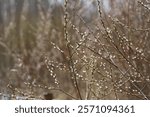 Early Spring Buds on Branches - Nature Awakening in Forest