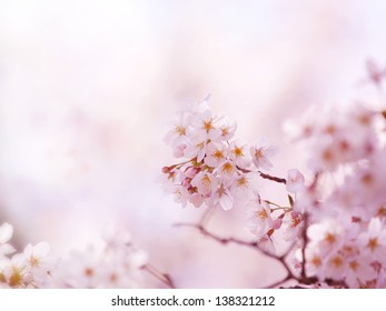 Early spring cherry blossoms in soft spring light. - Powered by Shutterstock