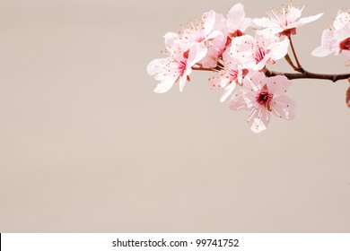 Early spring cherry flower composition with copy space. – Ảnh có sẵn