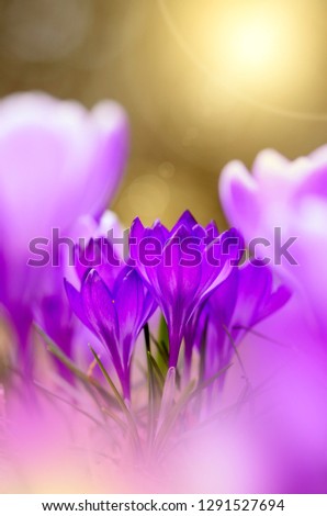 Similar – violet Nature Spring