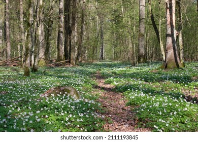 Early spring deciduous forest with flowering wood anemone, Bialowieza Forest, Poland, Europe