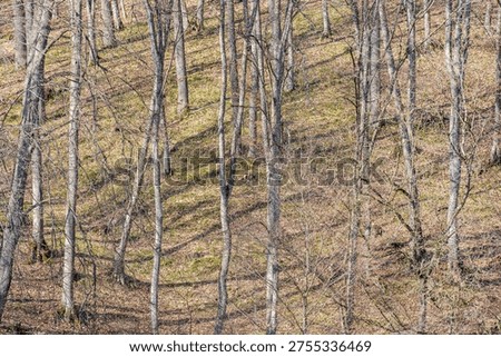 Early spring deciduous forest on hillside with long shadows. Early spring deciduous forest on a sloping hillside covered with dry leaves, with sunlight casting long shadows. 