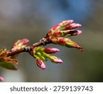 early spring development of cherry blossom buds