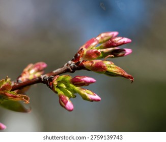 early spring development of cherry blossom buds