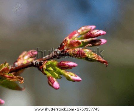 early spring development of cherry blossom buds