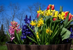 An Early Spring Flower Bulb Display Of Purple Hyacinth, Grape Hyacinth, Daffodils And Tulips In A Garden Container With A Deep Blue Sky On The North Fork Of Long Island, NY 