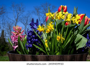 An early spring flower bulb display of purple hyacinth, grape hyacinth, daffodils and tulips in a garden container with a deep blue sky on the North Fork of Long Island, NY  - Powered by Shutterstock