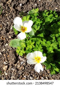 Early Spring Flowers - A Beautiful Couple 