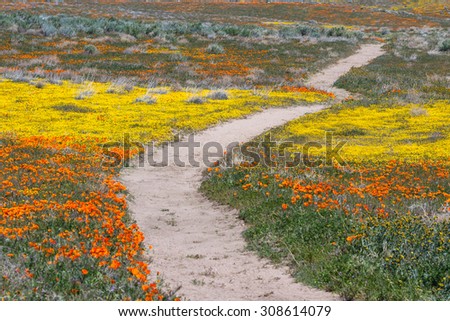 Similar – Image, Stock Photo Flowering poppy