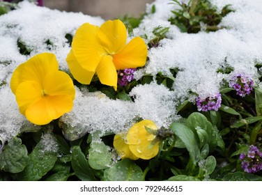 Early Spring Flowers Garden.snow Garden.