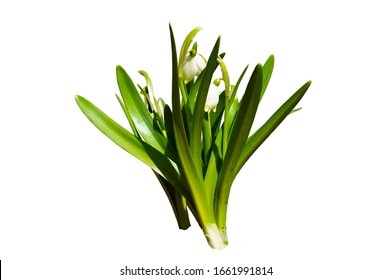 Early spring flowers Leucojum vernum isolated on white background