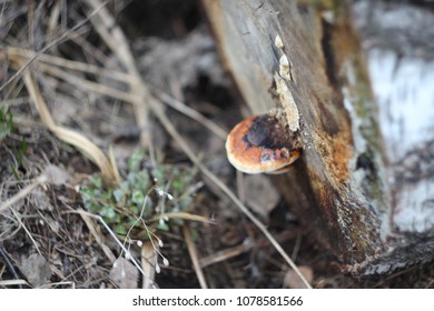 early spring
  in the forest
