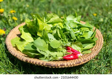 Early spring harvest of fresh organic vegetables in straw basket, leaf veggies full of freshness and vitamins