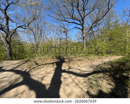 Early spring in inner city Park. Trees, leaves and flowers slowly coming into bloom under bright blue sky, with sun streaming down, casting shadows and exaggerating textures.
