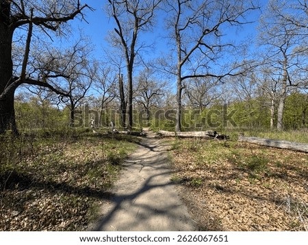 Early spring in inner city Park. Trees, leaves and flowers slowly coming into bloom under bright blue sky, with sun streaming down, casting shadows and exaggerating textures.