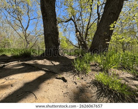 Early spring in inner city Park. Trees, leaves and flowers slowly coming into bloom under bright blue sky, with sun streaming down, casting shadows and exaggerating textures.