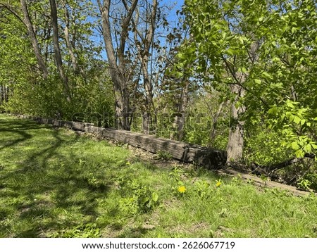 Early spring in inner city Park. Trees, leaves and flowers slowly coming into bloom under bright blue sky, with sun streaming down, casting shadows and exaggerating textures.