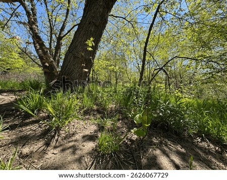 Early spring in inner city Park. Trees, leaves and flowers slowly coming into bloom under bright blue sky, with sun streaming down, casting shadows and exaggerating textures.