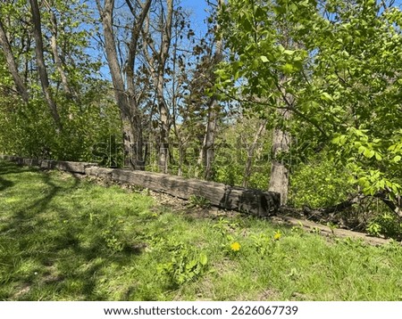 Early spring in inner city Park. Trees, leaves and flowers slowly coming into bloom under bright blue sky, with sun streaming down, casting shadows and exaggerating textures.