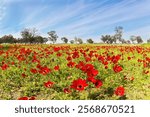 Early spring in Israel. Kibbutz Beeri in the south of the country, on the border with the Gaza Strip. Red anemones stand out beautifully in the grass