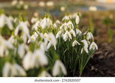Early spring landscape featuring delicate Galanthus flowers among leaves, expressing new beginnings and subtle natural beauty.