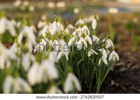 Early spring landscape featuring delicate Galanthus flowers among leaves, expressing new beginnings and subtle natural beauty.