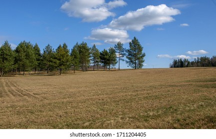 early spring landscape, forest in the background, field in the foreground, bright blue sky