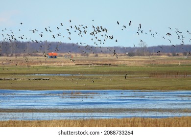 Early Spring Landscape On The Hortobágy, Hungary