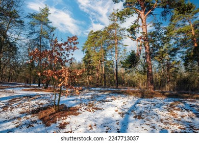 Early spring landscape with pine trees and melting snow in the forest Small oak tree with unfallen yellowed leaves on foreground. The end of winter and the beginning of spring.