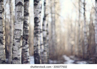 Early Spring Landscape Of The Snow In The Forest